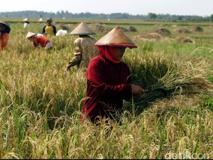 Jenis dan Contoh Tanaman Pangan beserta Kandungan Gizinya