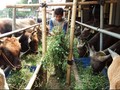 Sapi Kurban Jokowi untuk Rakyat Sumbar dari Limapuluh Kota
