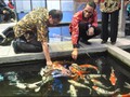 Pantau Twitter, Menteri Susi Baru Tahu Pakan Ikan Masih Mahal