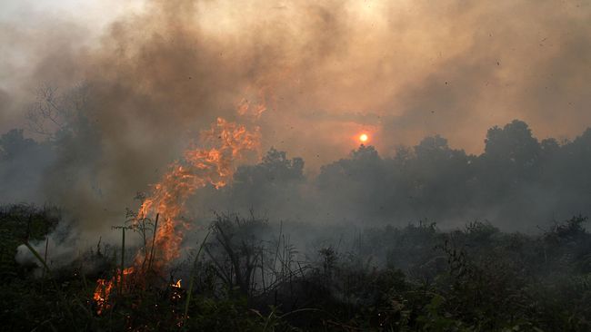 KLHK Pelajari Putusan Hakim soal Kebakaran Hutan Kalteng 2015