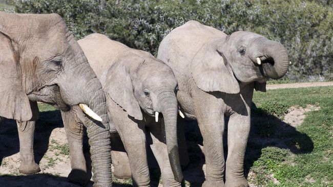 7600 Gambar Hewan Yang Merugikan Terbaik