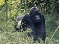 Google Photos Sebut Orang Kulit Hitam Gorila
