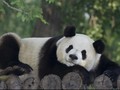 Terungkap Rahasia Panda Bisa Hidup Hanya Makan Bambu