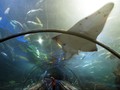Jaya Ancol Menolak Keluar Uang untuk Beli Ikan Sea World