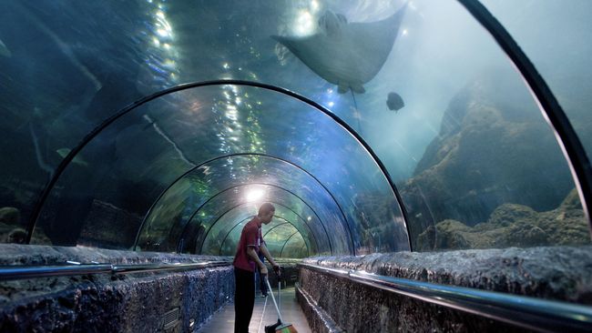 Jaya Ancol Menolak Keluar Uang untuk Beli Ikan Sea World