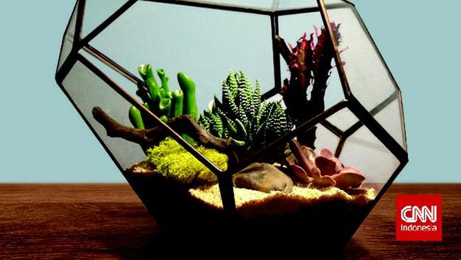 Mengenal Terarium, Sepetak Kebun Berwadah Kaca
