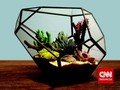 Mengenal Terarium, Sepetak Kebun Berwadah Kaca