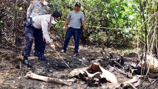 Konservasi Gajah Sumatera Diresmikan di Aceh Barat