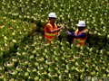 Elpiji 3 Kg Langka, Pertamina Putus Kontrak 10 Distributor