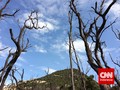 Pascakebakaran, Gunung Papandayan Aman Dikunjungi