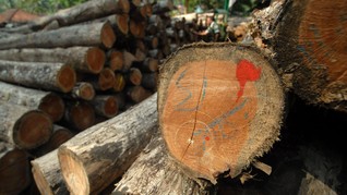 Kapal Penyelundup Kayu Ilegal Ditangkap di Perairan Maluku