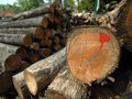 Kapal Penyelundup Kayu Ilegal Ditangkap di Perairan Maluku