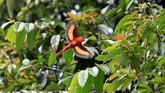Burung Sepah Gunung (Pericrocotus Miniatus) terbang untuk mencari makan di kawasan hutan Taman Nasional Gunung Halimun Salak, Cikaniki, Bogor, Jawa Barat, Selasa (29/10). (Foto: Muhammad Adimaja)