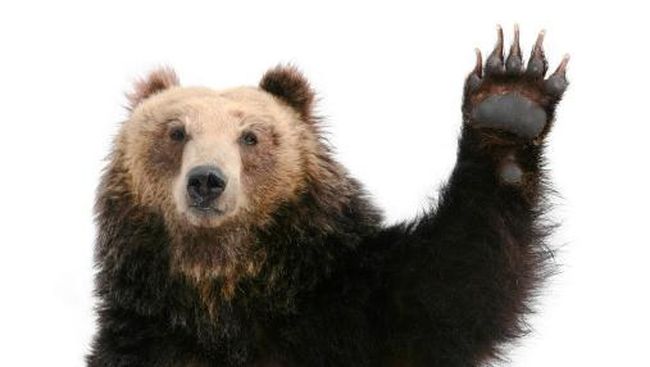 Pria China Pelihara Dua Anjing Yang Ternyata Beruang Langka
