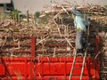 Asosiasi Petani Tebu Tolak Rencana Impor Gula Menteri BUMN