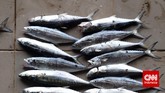 Aktivitas perdagangan di Tempat Pelelangan Ikan Pantai Tanjung Pasir, Kabupaten Tangerang, Banten, Selasa (11/11). (CNN Indonesia/Adhi Wicaksono)