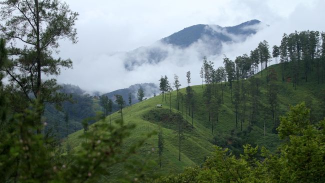 Dukungan Kawasan Ekosistem Leuser Tembus 54 Ribu