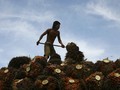 November, Permintaan Dunia Atas Sawit RI Anjlok 8,6 Persen