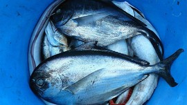 Kurang Pendapatan dari Minyak, ISIS Mulai Jual Ikan dan Mobil