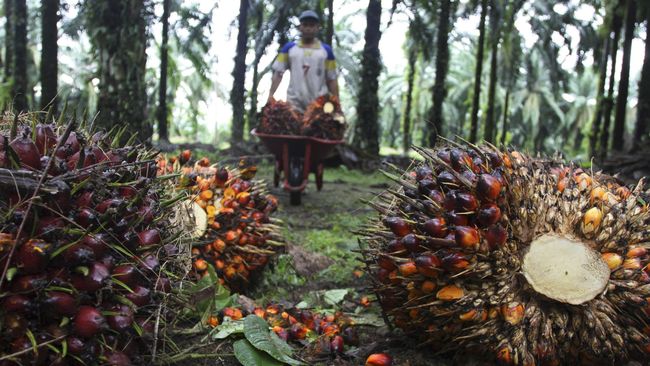 Integrasi Kebun Sawit dan Sapi Segera Direalisasikan