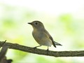 Spesies Baru Burung Flycatcher Ditemukan di Sulawesi
