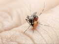Ilmuwan Australia Kembangkan Terapi Malaria Tanpa Obat