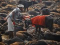Gadhimai, Festival Penuh Darah di Nepal dan India