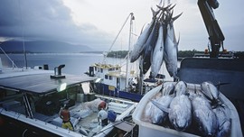 Diancam Eropa, Thailand Coba Berantas <i>Illegal Fishing</i>