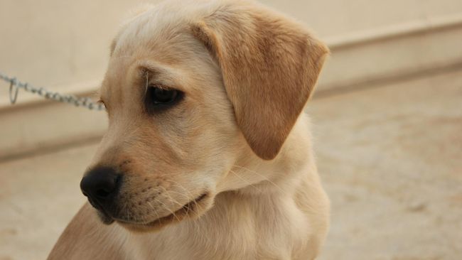 Kisah Anjing Penolong Yang Butuh Bantuan Akibat Stroke