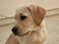 'Hachiko' Amerika, Menanti Sang Pemilik yang Tewas Terbunuh