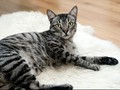 Kucing Peliharan Dilaporkan Tertular Corona dari Pemiliknya