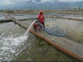 Diguyur Hujan, Petani Garam Cirebon Gagal Panen