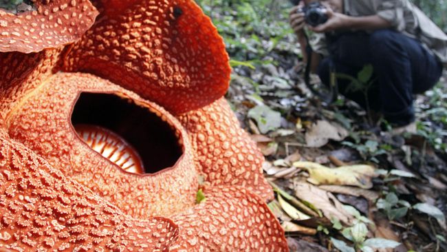 Bunga Rafflesia Sudah Terancam Punah