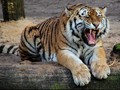 Tiongkok Diminta Kurangi Perburuan Liar Harimau