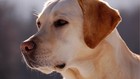 Cerita Bocah India yang Ketagihan Minum Susu Anjing