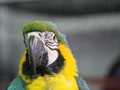 Burung Kehilangan Giginya Mulai 116 Juta Tahun Lalu