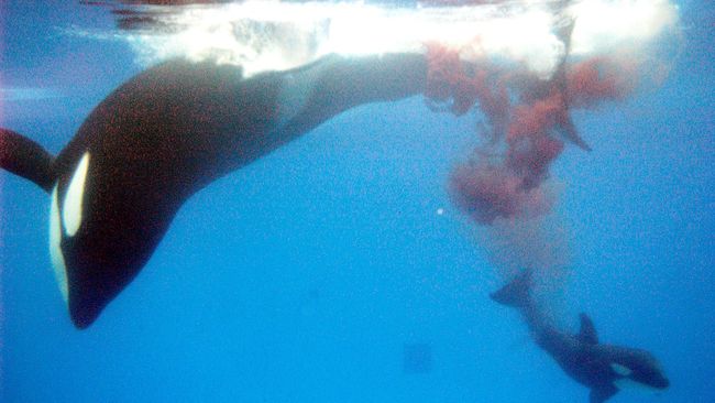 Buru Paus di Area Suaka, Australia Denda Perusahaan Jepang