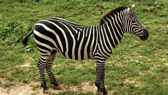 Misteri Hitam Putih Zebra Terungkap