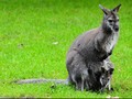 Pemanasan Global Terparah akan Terjadi di Australia