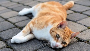 LIPI: Kucing dan Anjing Bisa Tertular Covid-19 dari Manusia