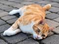 Surat Mengharukan dari Pemilik Kucing yang Meninggal Dunia