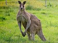Australia Buru Pengendara Mobil yang Tewaskan 17 Kanguru