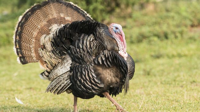 Ayam Ternyata Keturunan Dinosaurus Berbulu