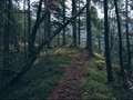 Hilang 5 Hari di Hutan, Perempuan Australia Ditemukan Selamat