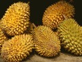 Cara Jitu Memilih Durian Segar