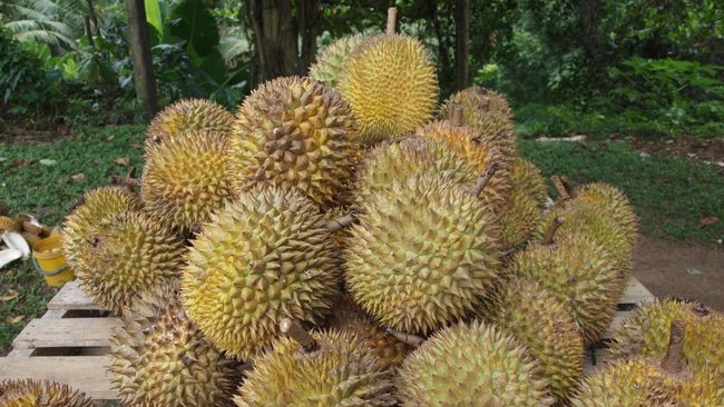 Unduh 42 Gambar Durian Banyak Keren 