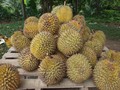 Makan Durian Bisa Tingkatkan Gairah Seksual?