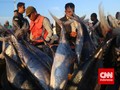 Cerita Seekor Ikan Kerapu Rp4 Juta di Natuna