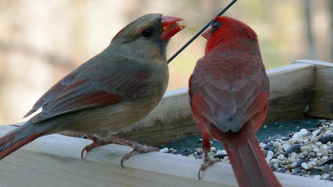 Perkenalkan, Burung Setengah Jantan Setengah Betina