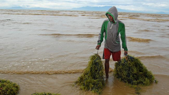 Jokowi Larang Ekspor Rumput Laut Mentah Mulai 2018